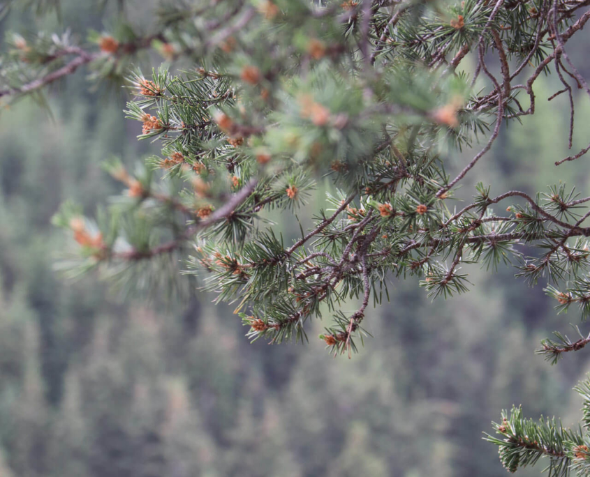 Mitten in der Natur